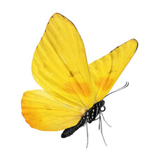 Beautiful yellow
 butterfly isolated on white background