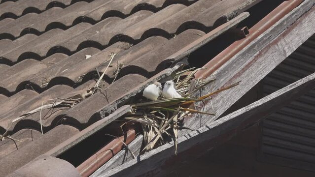 Birds nesting under old roof that loose or broken tiles and eaves.