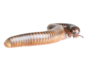 Millipede, Myriapoda, Spirostreptus giganteus on transparent background ,PNG
