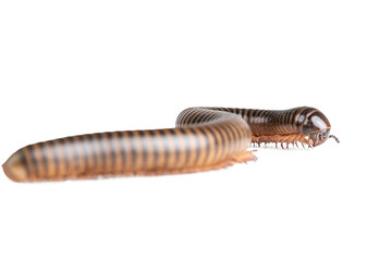 Millipede, Myriapoda, Spirostreptus giganteus on transparent background ,PNG