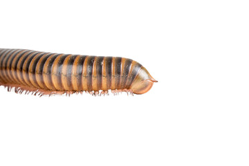 Millipede, Myriapoda, Spirostreptus giganteus on transparent background ,PNG