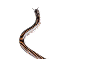 Millipede, Myriapoda, Spirostreptus giganteus on transparent background ,PNG