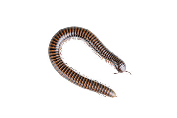 Millipede, Myriapoda, Spirostreptus giganteus on transparent background ,PNG