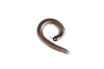 Millipede, Myriapoda, Spirostreptus giganteus on transparent background ,PNG