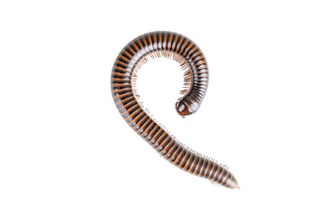 Millipede, Myriapoda, Spirostreptus giganteus on transparent background ,PNG