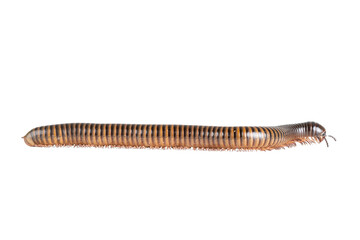 Millipede, Myriapoda, Spirostreptus giganteus on transparent background ,PNG
