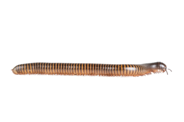 Millipede, Myriapoda, Spirostreptus giganteus on transparent background ,PNG