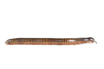 Millipede, Myriapoda, Spirostreptus giganteus on transparent background ,PNG