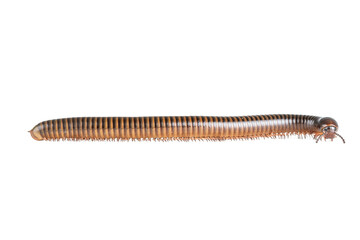 Millipede, Myriapoda, Spirostreptus giganteus on transparent background ,PNG