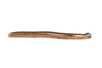 Millipede, Myriapoda, Spirostreptus giganteus on transparent background ,PNG