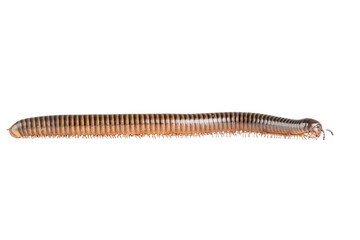 Millipede, Myriapoda, Spirostreptus giganteus on transparent background ,PNG