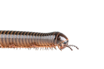 Millipede, Myriapoda, Spirostreptus giganteus on transparent background ,PNG
