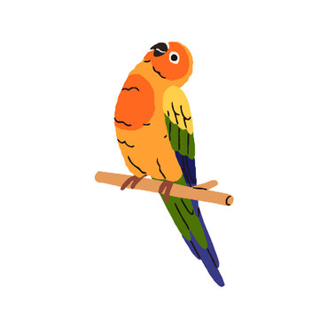 Aratinga parrot. Cute sun parakeet sitting on perch. Funny multicolored bird. Exotic tropical jungle birdie, colorful plumage. Colored flat graphic vector illustration isolated on white background