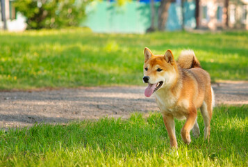 A red-haired dog of the Shiba Inu breed walking in the park against the background of green grass in summer with his tongue hanging out