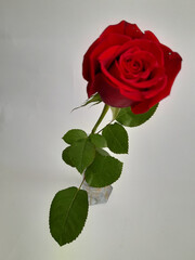a single red rose