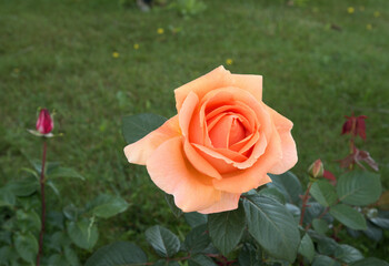 Beautiful flower orange rose green leaves beautiful nature macro view
