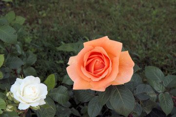 Beautiful flower orange rose green leaves beautiful nature macro view