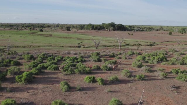 Drone stock footage giraffe walking in Tsavo National Park, Kenya