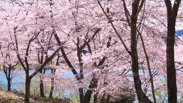 風で舞い散る満開の桜の花びら  4K  2023年4月3日