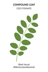 Green leaf isolated on white background. Compound leaf. Black locust (Robinia pseudoacacia). 