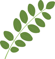 Compound leaf. Black locust (Robinia pseudoacacia). Green leaf on a white background.
