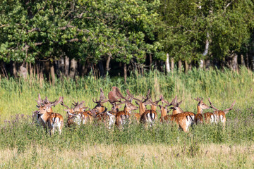 Damhirsche im Sommer auf einer Wiese vor dem Osterwald bei Zingst an der Ostsee.