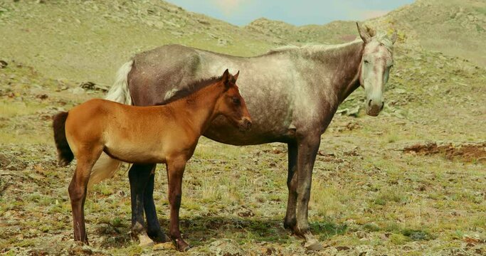 The horse and foal are looking at camera. Background scenic landscape, clouds and sky. Horses standing of mountain peaks. Little baby young horse walks on mountain. Concept freedom wildlife animals