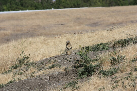 Prairie Dog standing on a hill on high alert, Dublin, California, USA