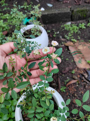 A rose tree is a type of shrub that produces beautiful flowers.   Compared to a human hand, a rose tree looks smaller because it is still growing and developing its branches and leaves.