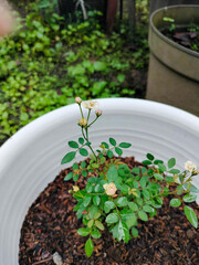 The rose tree is a young plant that has not yet bloomed. It has green leaves and stems with sharp thorns. The rose tree and the pot contrast with the grass and the stand.
