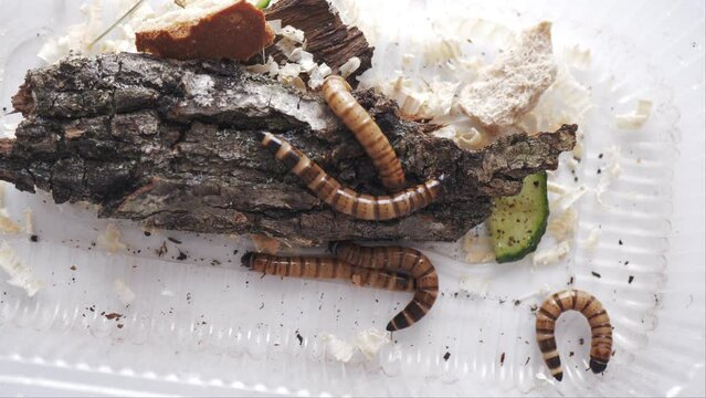 Mealworms move in a plastic container with elements of their natural habitat for recycling