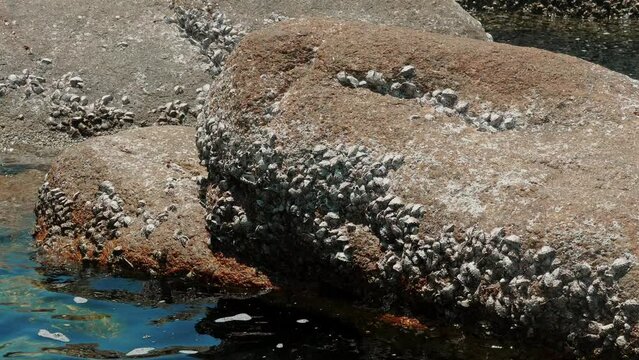 Group of barnacles and limpets on textured rock at low tide.
