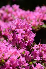 pink and white hydrangea flowers