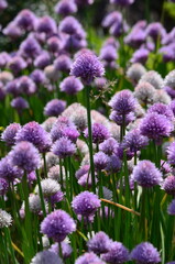 flowers in the garden
