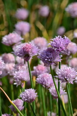 Obraz premium flowers in the garden