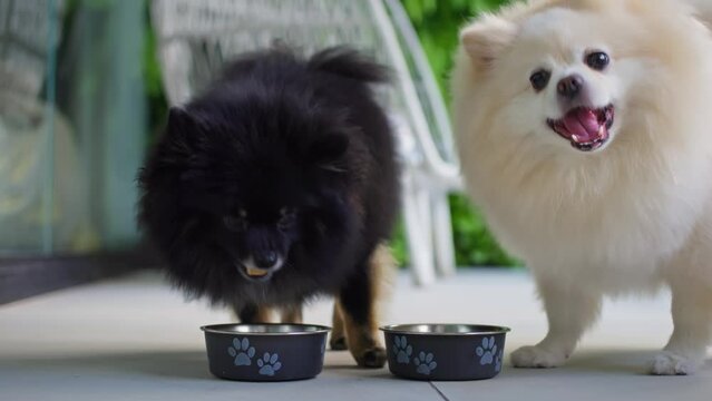 Dog eating food from metal bowl. Two Pomeranian dogs eating treats. Concept of online shop delivery for pets.
