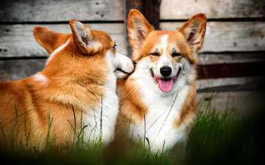 two corgi dogs together in the grass