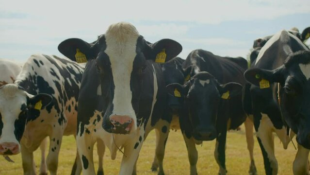 Herd Of Euro Cows Out In Green Field Facing Camera 