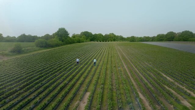 Orbit Shot Of Two Men Walking In Big Green Plantation Field Of Strawberry 