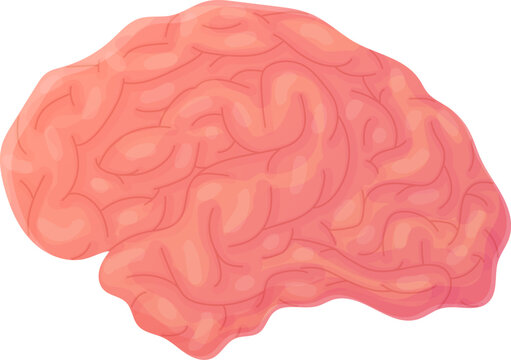 Human brain. Concept of wisdom, clever, smart. Internal organ, anatomy.
