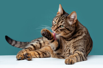 A cute striped cat on a turquoise background lies and licks its paw