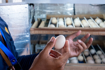 an Asian man's hand holding an egg removed from a modern egg incubator - obrazy, fototapety, plakaty