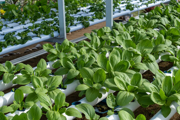 Obraz premium planting mustard greens by hydroponic method