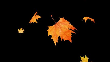 Falling yellow leaves overlay on a black background