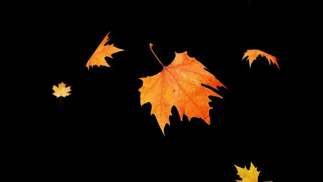 Falling yellow leaves overlay on a black background