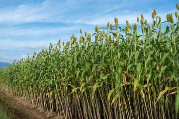 sorghum plantations that thrive in Indonesia, Asia