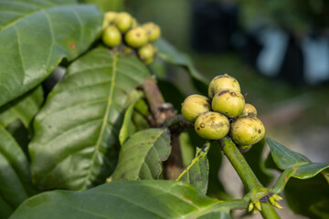 coffee beans on a tree, close-up photo of coffee beans on an indonesian plantation