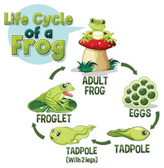 Frog Life Cycle Diagram