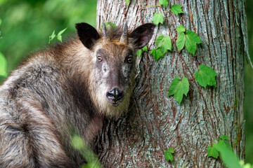 ニホンカモシカ