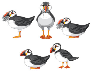 Set of puffin bird cartoon character in different poses